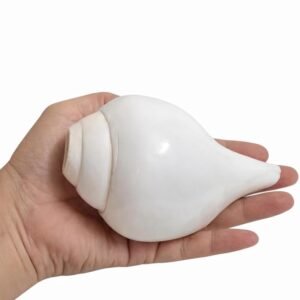 ARMASONS Shankh for Pooja | Conch Shell l Natural Conch l Lord Vishnu| Original Vishnu Shank Conch Shell 4.0 to 4.5 inch for Blowing & Ritual Use